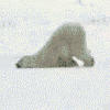 Polarbear