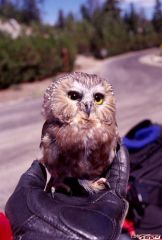 Biker Owl 3