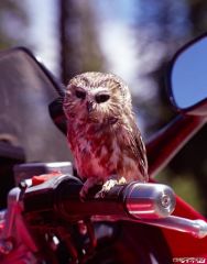 Biker Owl 2