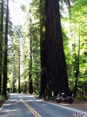 More information about "Avenue of the Giants"