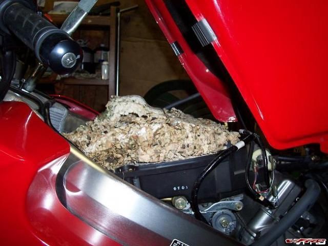 Image result for honda vfr air filter mice