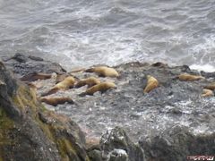 Seals on California Coast