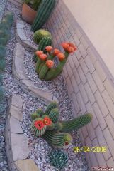 Cactus in Modesto
