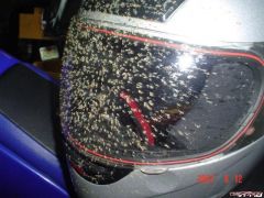 Bugs On Helmet.JPG