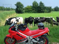 More information about "The cows are admiring that great looking RC36"