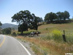 Hwy 25 horses.jpg