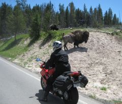 Bison Encounter