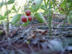 Wild Strawberries.JPG