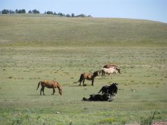 Horses at Stirrup Ranch