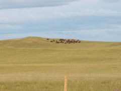21 - Wyoming Buffalo Herd 2.JPG