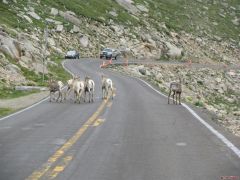 Colorado Big Horn Sheep