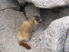 A Marmot