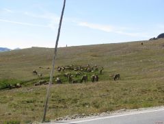 Elk on the alpine tundra