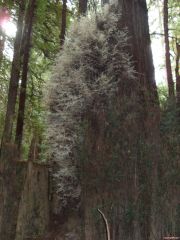 An Albino Redwood, one of the rarest trees in the world