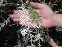 Close-up of Albino and normal Redwood leaves for comparision