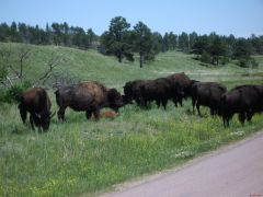 Buffalo (perhaps you call them Bison)