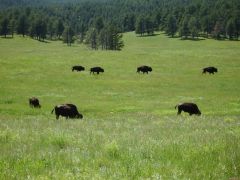 Buffalo (aka Bison)