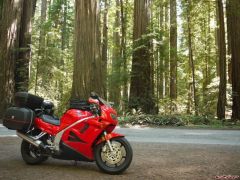 Avenue of The Giants in Northern California