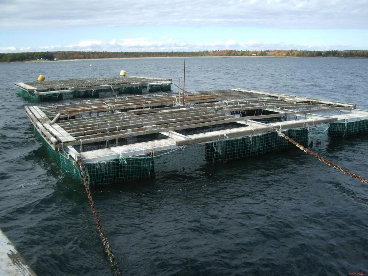 Floating Mussel Beds Member's Gallery VFRDiscussion