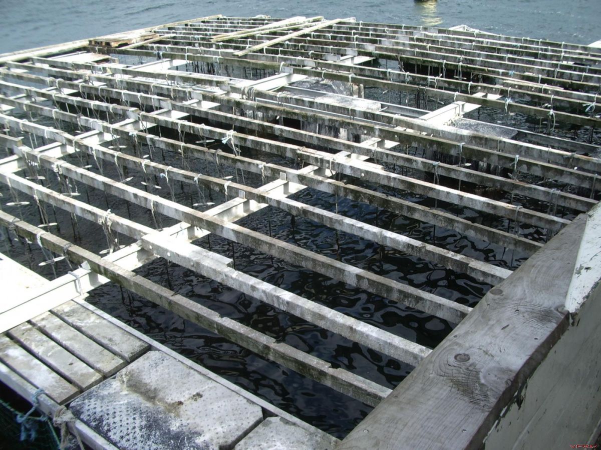 Floating Mussel Beds Member's Gallery VFRDiscussion