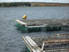 Floating Mussel Beds