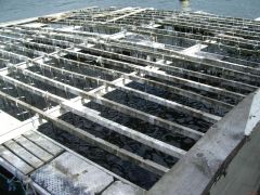 Floating Mussel Beds