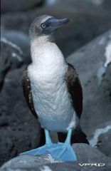 bluefooted-booby_449.jpg