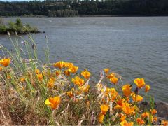 Wildflowers are everywhere in the Columbia River Gorge