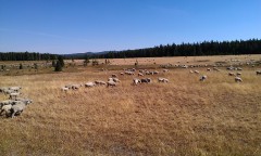 Top of the Bighorn Mountain Range sheep