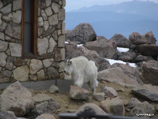 A very tame and freindly Mountain Goat