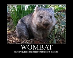 Wombat