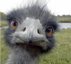 ostrich