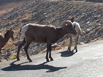 Big Horn Sheep