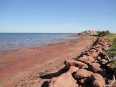 PEI Vaca 032