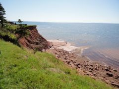 PEI Vaca 037