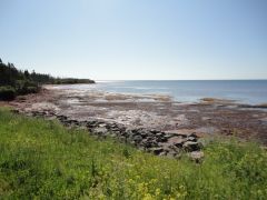 PEI Vaca 029