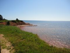 PEI Vaca 040