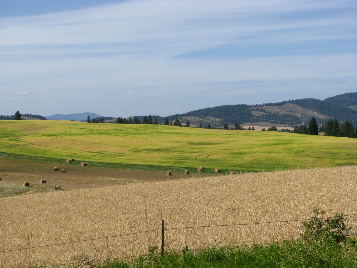 Wheat fields of Idaho