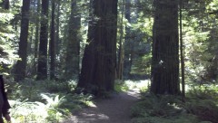 Avenue of the Giants