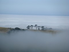 Above the Fog