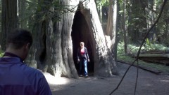 Fay is dwarfed by the trunk of a giant tree