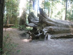 Avenue of the giants