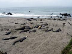 Beach littered with Elephant Seals