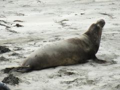 Elephant Seal