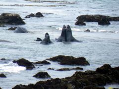 Elephant Seals Fighting