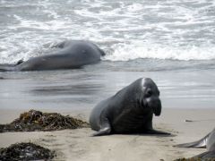 Elephant Seal