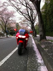 More information about "Cherry Blossom"