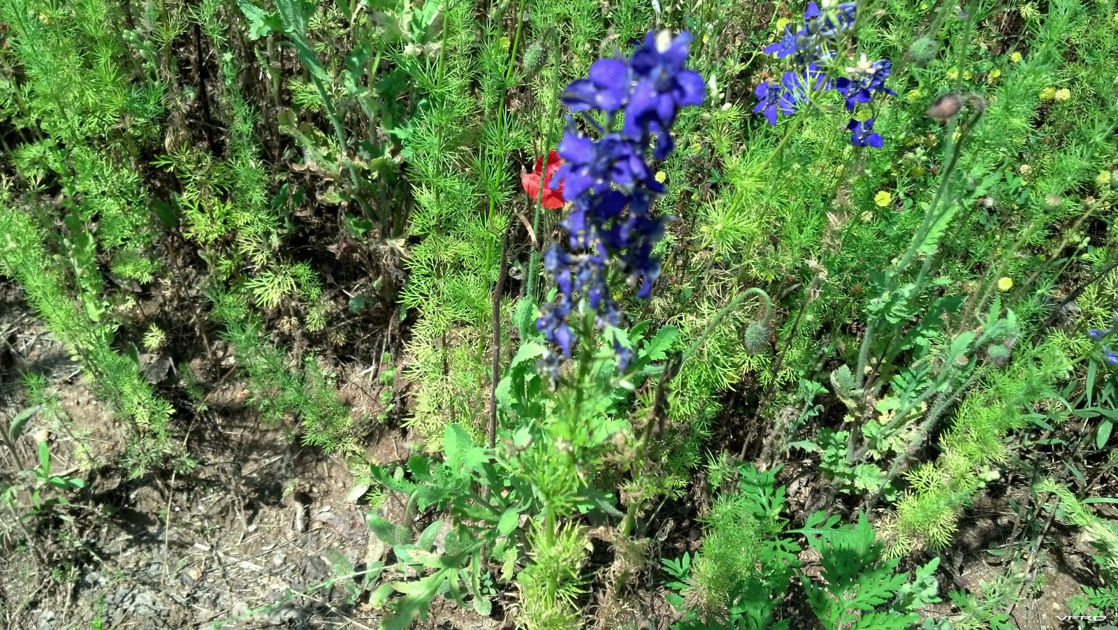 Wild Flowers on the side of the hwy