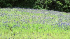 wild flowers on hwy 107 NC