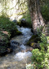 Burbling Brook